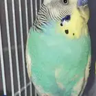 ببغاء البيع