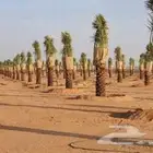 يوجد الدنيا جميع انواع النخيل وجميع المقسات