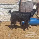 جفره رباع وعنز مضاريع