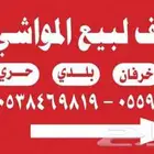 تيوس _خرفان _حري _بلدي للبيع الموقع العارضه