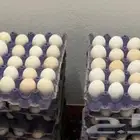 بيض دجاج بلدي مخصب
