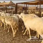ماشاء وتبارك الرحمن الرحيم