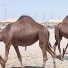 ثلاث بكار لقحات جدعات السن اول ولده لهن