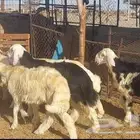 طليان ذبايح تم البيع