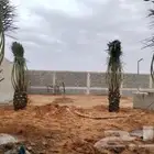 مشاءالله تبارك الله نخل زينه وثمر