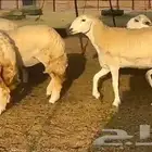ما شاء الله وتبارك أعرض لكم اليوم غنم حريات رخال