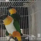 كايكي