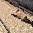 ذكر أرنب منتج (تم البيييع)