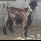 تيس عارضي معرف