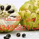 بذور القشطه