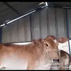 عجل للبيع
