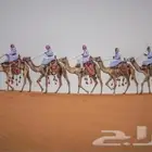 تاجير خيول وجمال زينه