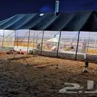بيوت شعر جميع النقاسات