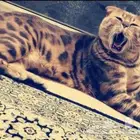 قط مميز ونادر للتزاوج