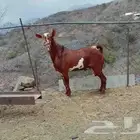 عرض لكم اليوم تيس فحل بلدي