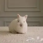 ارانب نذرلاند