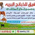 طليان ذبايح حريات فاخره لباب بيتك وسواكني