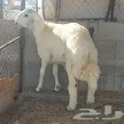 طلي تم البيع