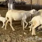 ماشاء وتبارك الرحمن الرحيم