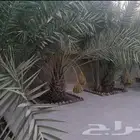 نخيل عدد 5 مع فسيل عيالها المجموع تقريبا 20