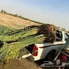 يوجد لدينا جميع انواع النخيل المثمرة الشرقيه الدمام الجبيل