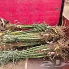 ودي نخل عجوى