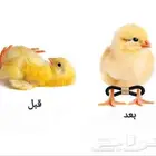 مطاط لعلاج مشكلة الكساح لصيصان دجاج سمان حبش حجل