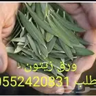 ورق زيتون مجفف
