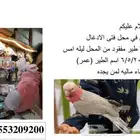 ببغاء ضايع بحي النرجس
