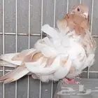 كشكي (تم البيع)