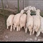 للبيع طليان حريه ذبيحة ذبايح