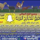 لباب بيتك خرفان حريات وسواكني