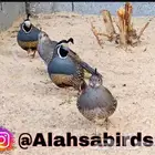 سمان كاليفورنيا اجوز انتاج محلي