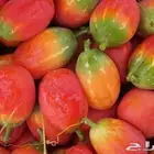 نوادر الشتلات المغد او الشلو ويوجد بذور