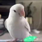 روز. مفقود مفقود روز البينو