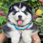 جراء كلاب هاسكي مستوا توب مميز (Husky)