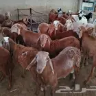 سواكن رفيد غنم