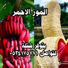 مزرعة ومحمية الشاي الازرق بوادي شواص