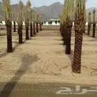 ابوعلي لزرعت انخيل تبوك العلا ضبا شركه حقل تيما