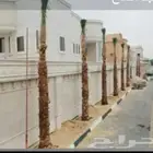 مشاءالله تبارك الله نخل طالع اليوم