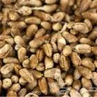 مطلوب نوا تمر