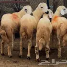 خرفان للبيع