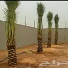 توريد وتركيب نخل العربي والوشنطني