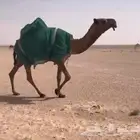 لقيه صفراء طيبة