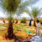 نخل مثمر للبيع منوع نخيل واشنطني زينه صقعي مجدول عجوه هلالي