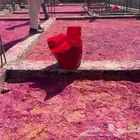 مبيد وجاء حشرات