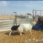 نعجه عيسيه تم البيع