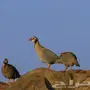 حجل شنير-قهد