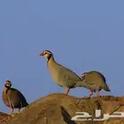 جوزين قهد شنير