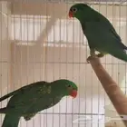 جوز لوري سكالي من النوادر